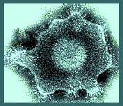 Herpes Simplex Virus Particle